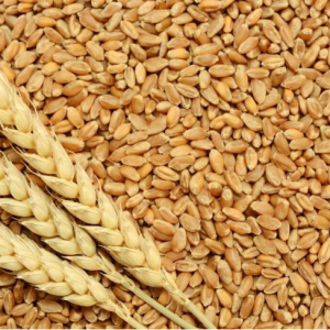 Herbicole Wheat Gandum