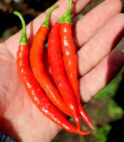 Herbicole's Lal Mirch Hybrid