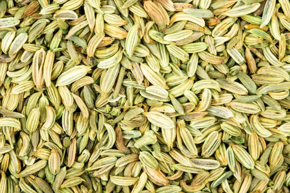 Herbicole Saunf (Fennel Seeds)